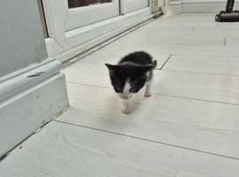 2 male female kitten for sale