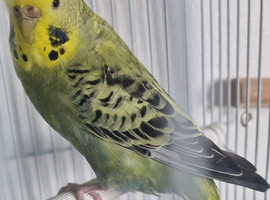 2 budgies