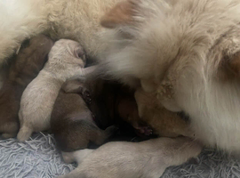 Chow chow pups