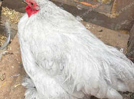 Pekin bantam rooster( Lavender)