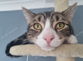 Urgent rehome Teddy
