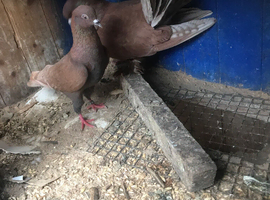 Four fancy pigeons
