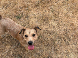 Miniature jack Russell terrier