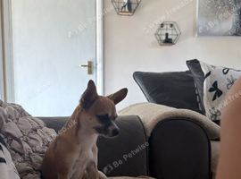 1 year old full breed chihuahua