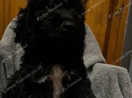 Absolutley gorgeous Cockapoo x puppies vaccinated