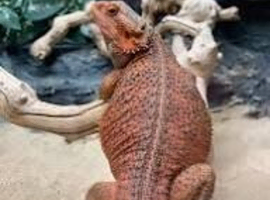 BEARDED DRAGON sub adult/adult wanted