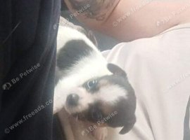 Jackruss puppy