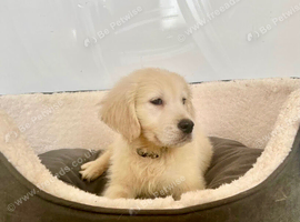 Champion line Cream golden retriever puppies.