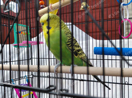 2 budgies with cage.
