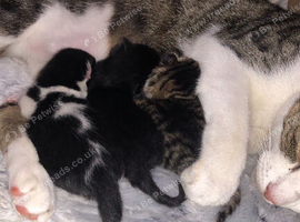 Bella is due kittens 5th July