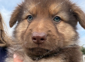 GSD puppies