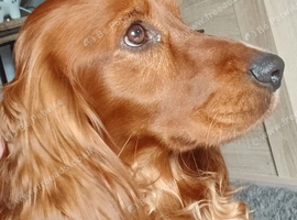 Cocker spaniel