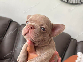 French bulldog puppy&rsquo;s