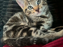 8 week old tabby male