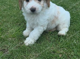 Cockerpoo pup