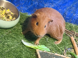 5 Guinea pigs (Male)