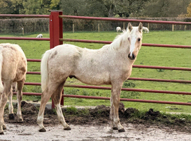 Palomino colt IDxsecD