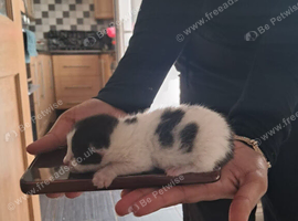 kittens