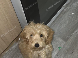 Benji is looking for a new home