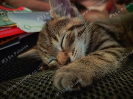 Litter of 5 beautiful playful kittens