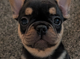 Beautiful French Bulldog