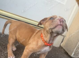 North American mastiff X boerboel