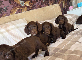 Chocolate cocker spaniels puppies
