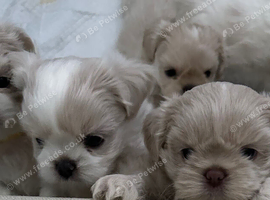 Five Beautiful White & Lavender Imperial / Tea- Cup Shih Tzu&rsquo;s