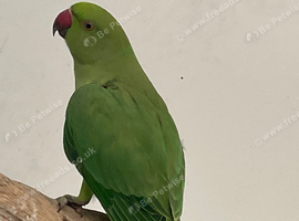 Indian ringneck