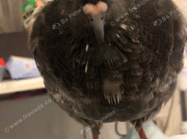 2 hand reared pigeons male and female MUST GO ASAP AND TOGETHER