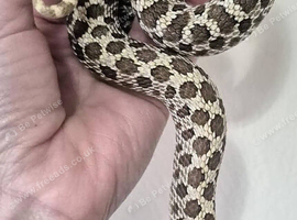 00% het toxic (toffee/axanthic) hognose female