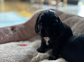 Kc reg working cocker boy puppies heritary clear