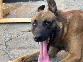 Belgian Malinois male