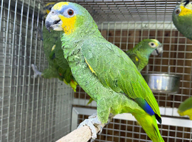 Amazon parrot