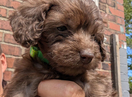 Cockapoo puppies