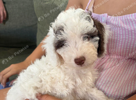 F1b cockapoo