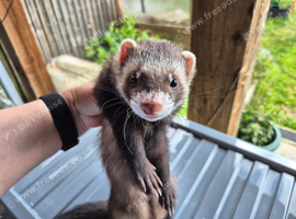 Male (hob) looking for new home