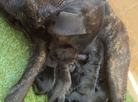 2 girls 1 boy cane corso puppies big and chunky
