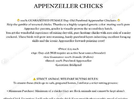 Appenzeller day old pullets