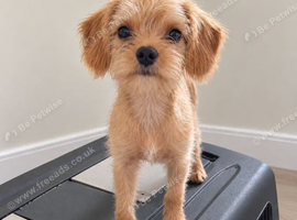 Bordeaux terier x cavapoo