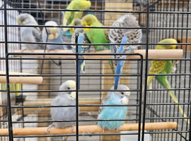 Young budgies for sale