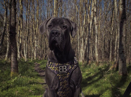 Ikc cane corso stud