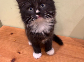 Beautiful kittens looking for loving homes