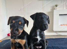Puppies