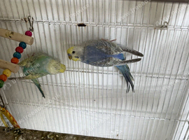 Two Young male Rainbow budgies