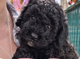 Kc registered black toy poodle boy 9 weeks old