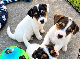 Jack Russell puppies for sale