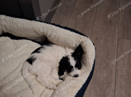 Female sprockerpoo