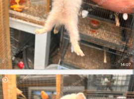 Young ferrets for sale