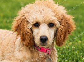 6 month old female Miniature poodle